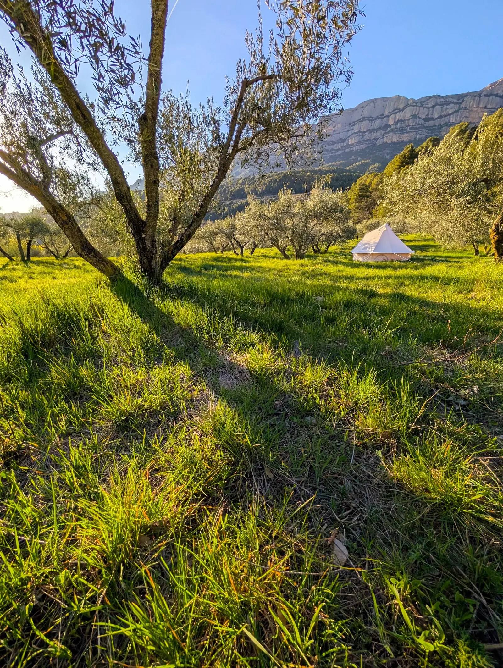 Camp in olive grove