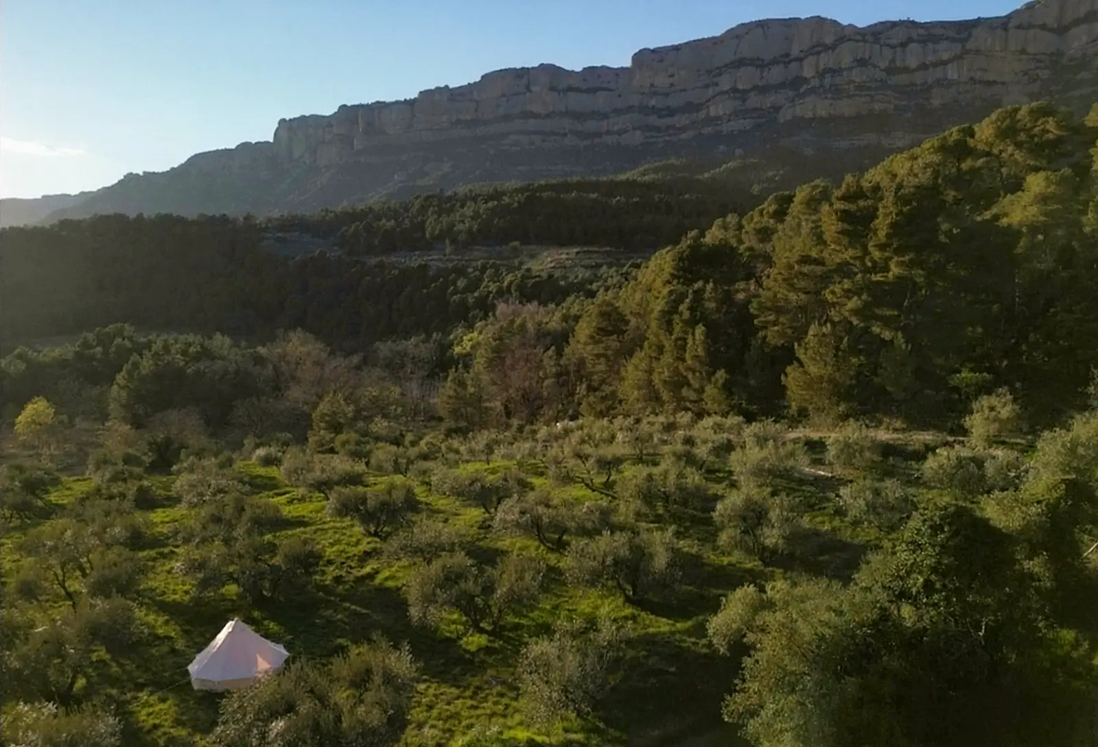 Aerial view of olive grove camp